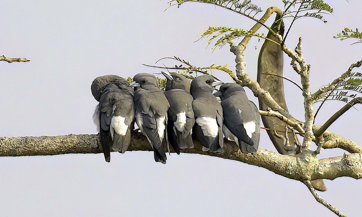 White-breasted Woodswallow - ML622821452