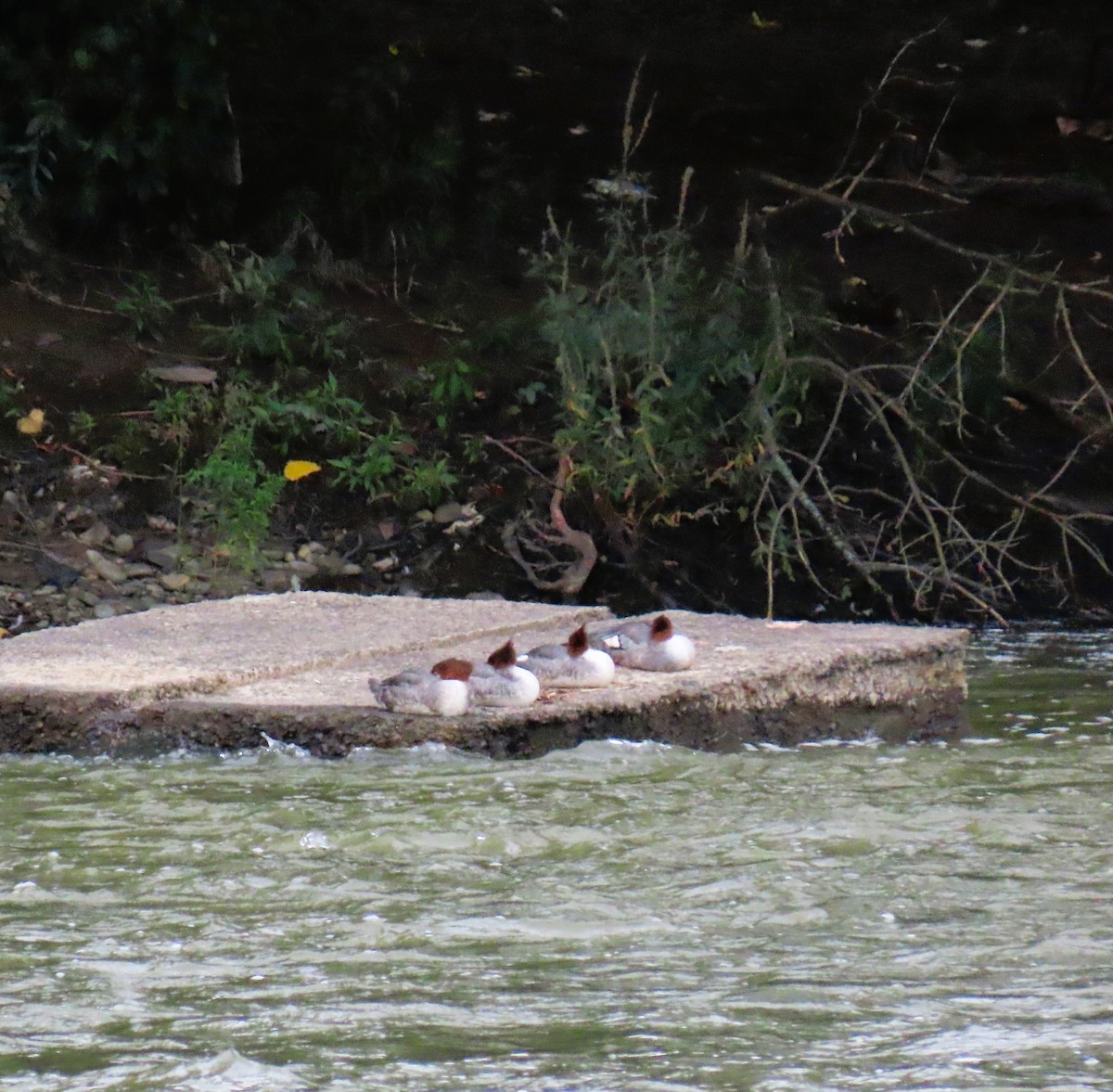 Common Merganser - ML622821455