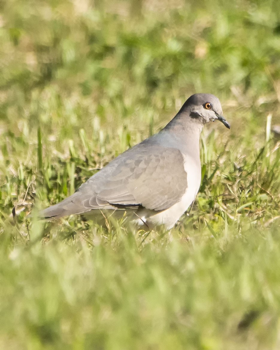 White-tipped Dove - ML622821510