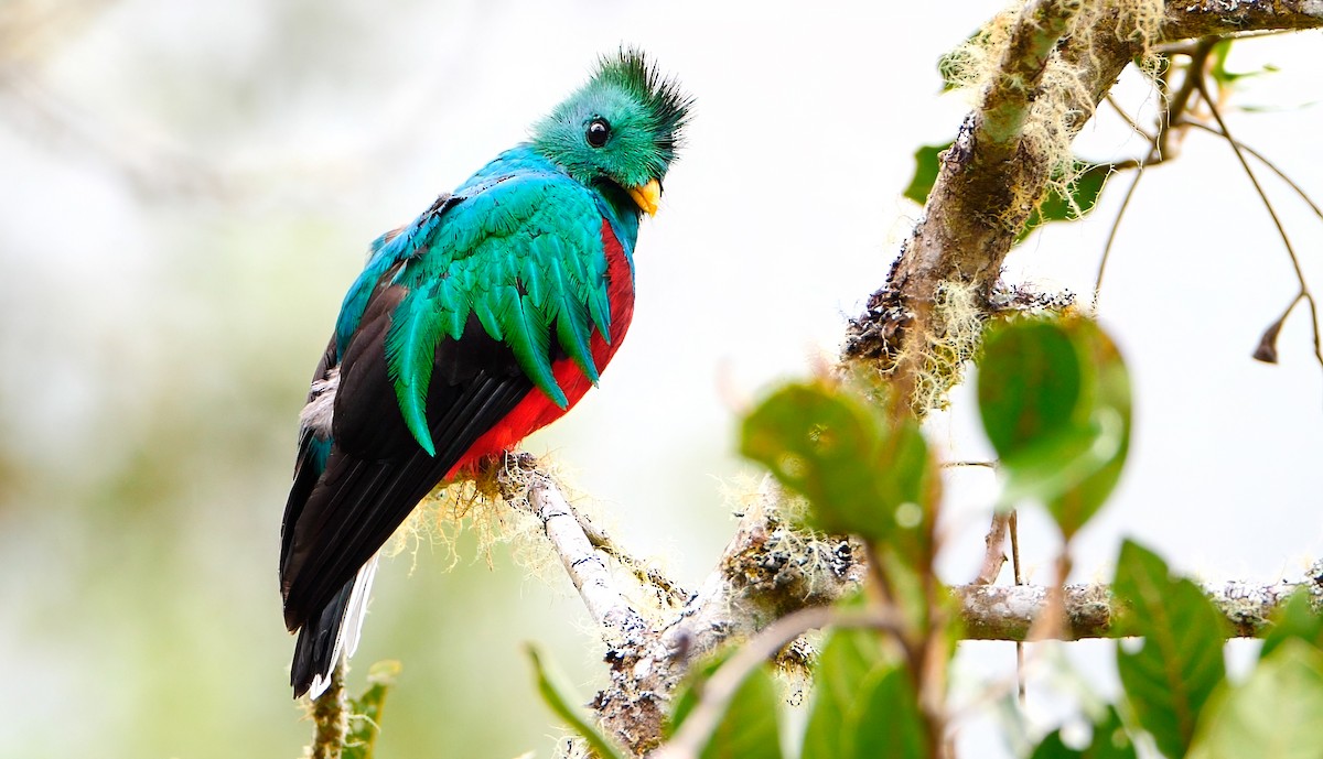 Resplendent Quetzal - ML622821516