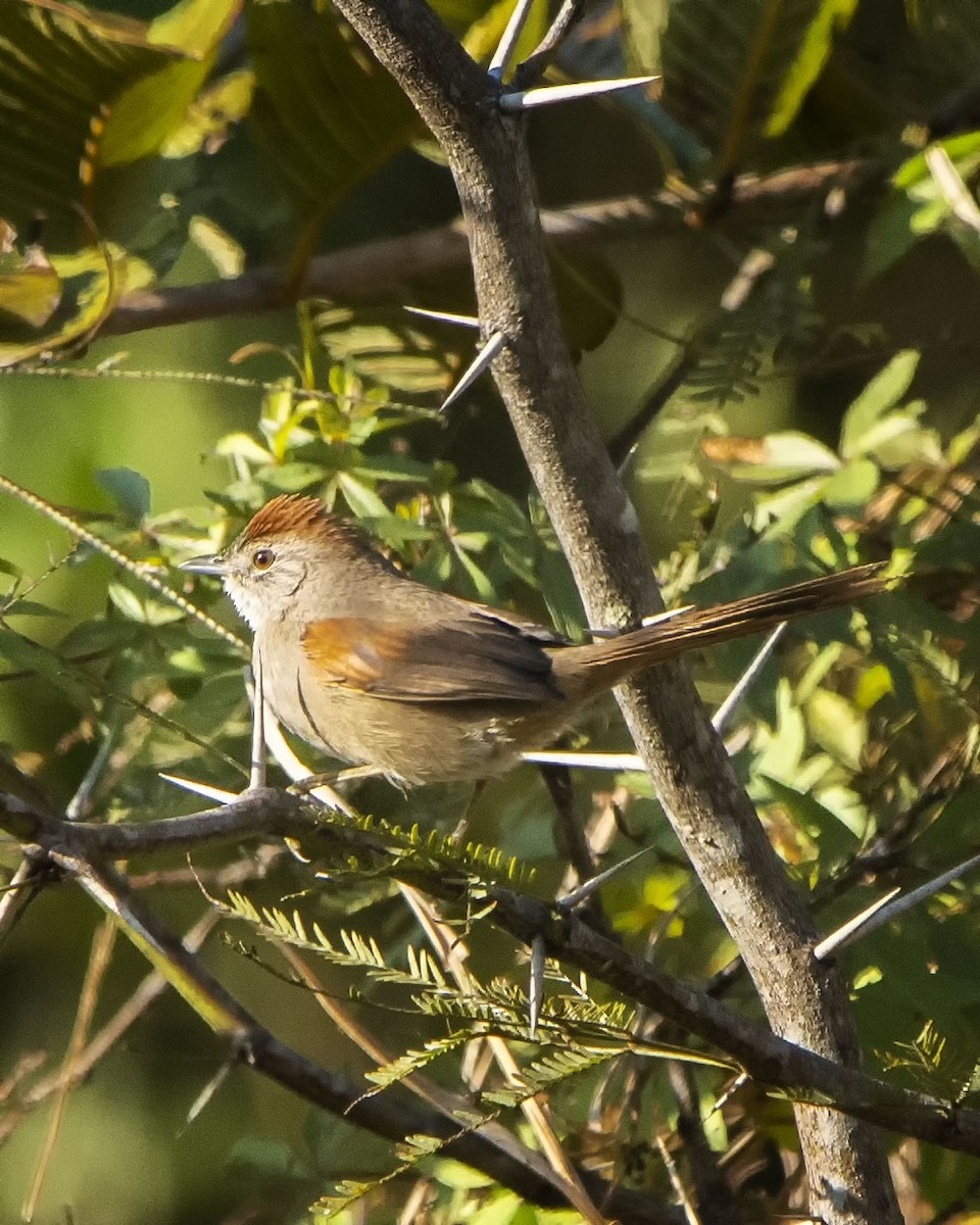 Sooty-fronted Spinetail - Graciela  Neira