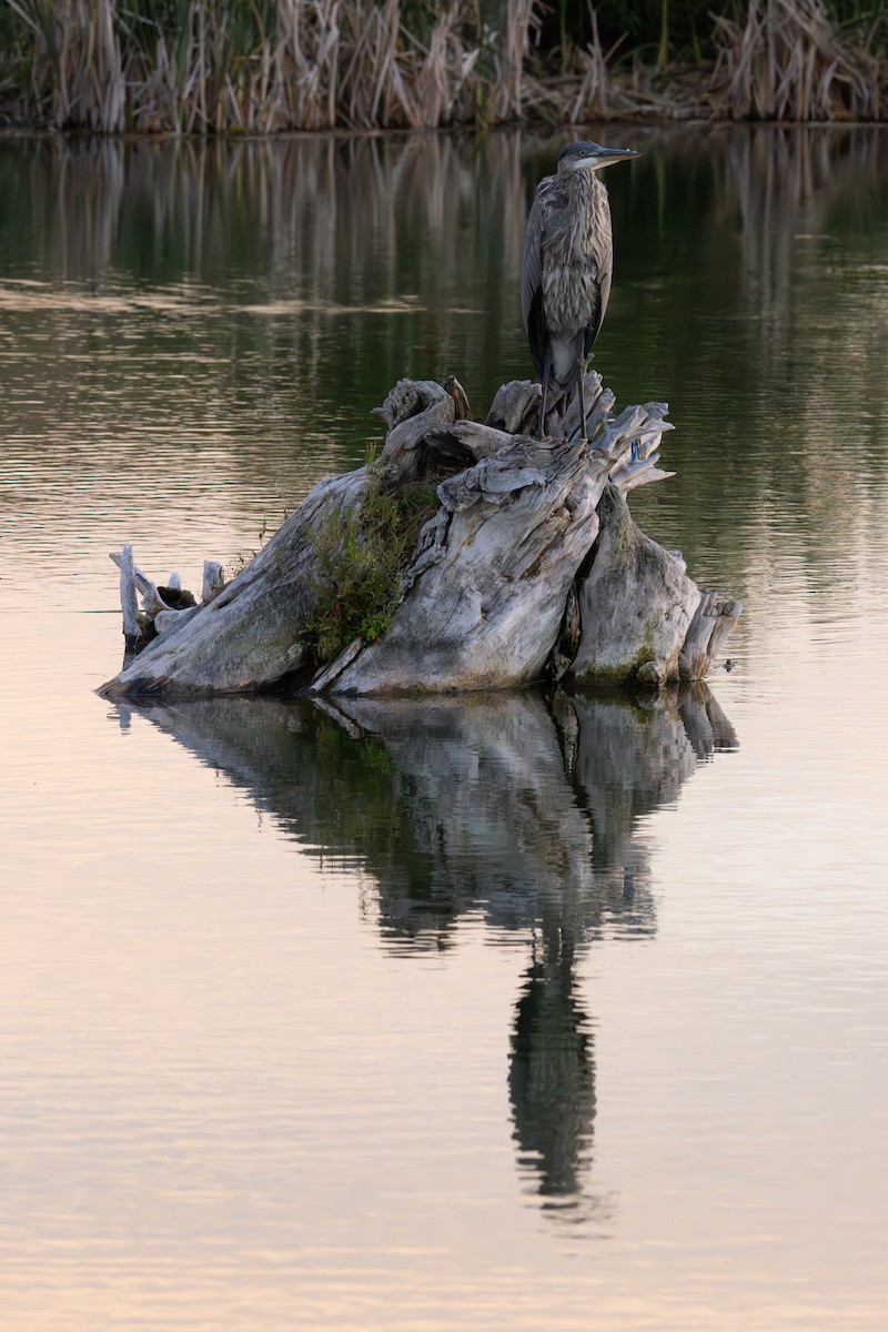 Great Blue Heron - Connor Marrs