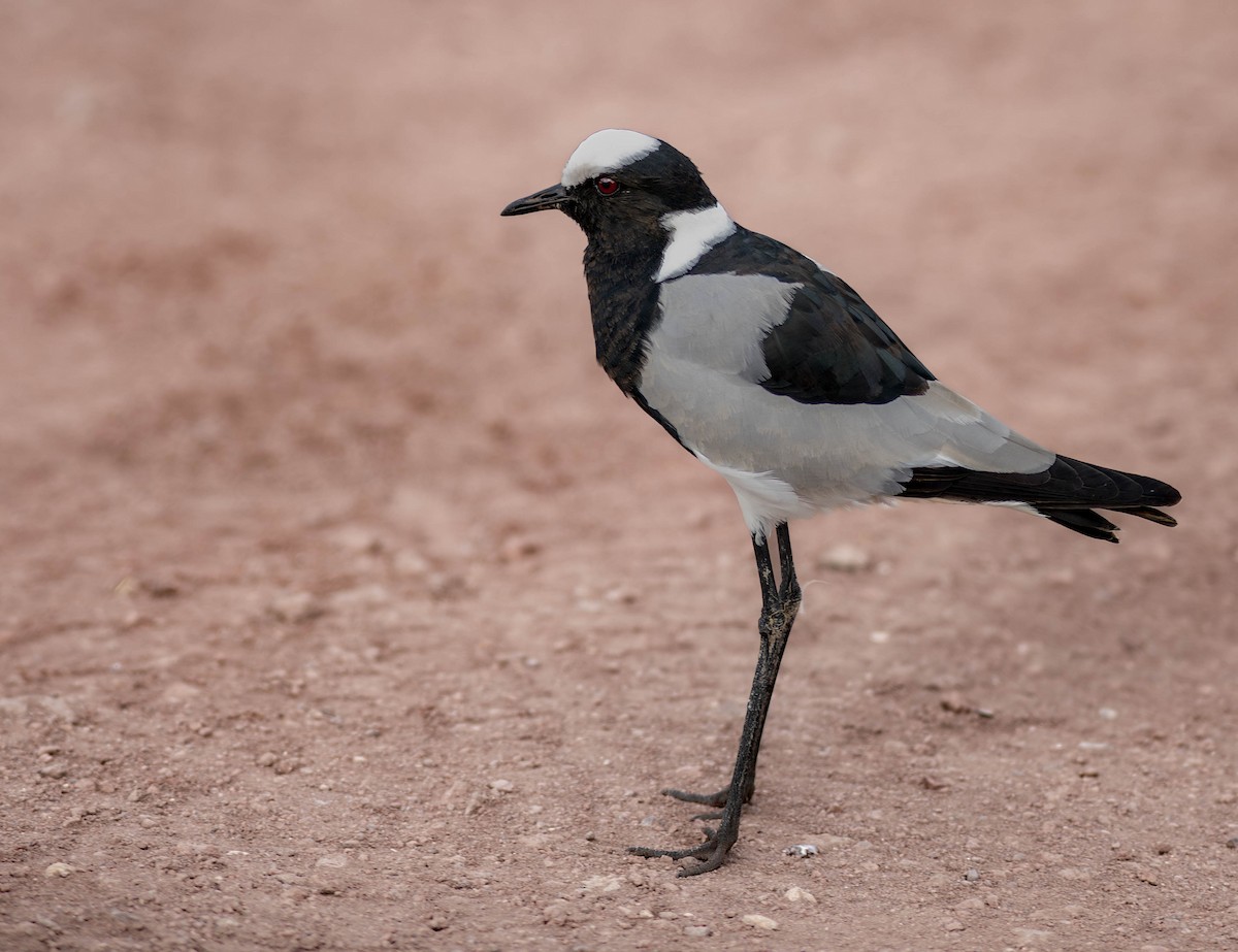 סיקסק הנפח - ML622821588