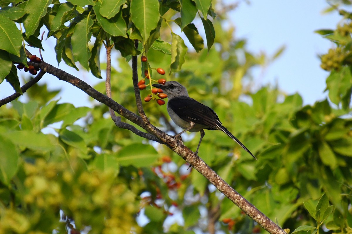 Tropical Mockingbird - ML622821610