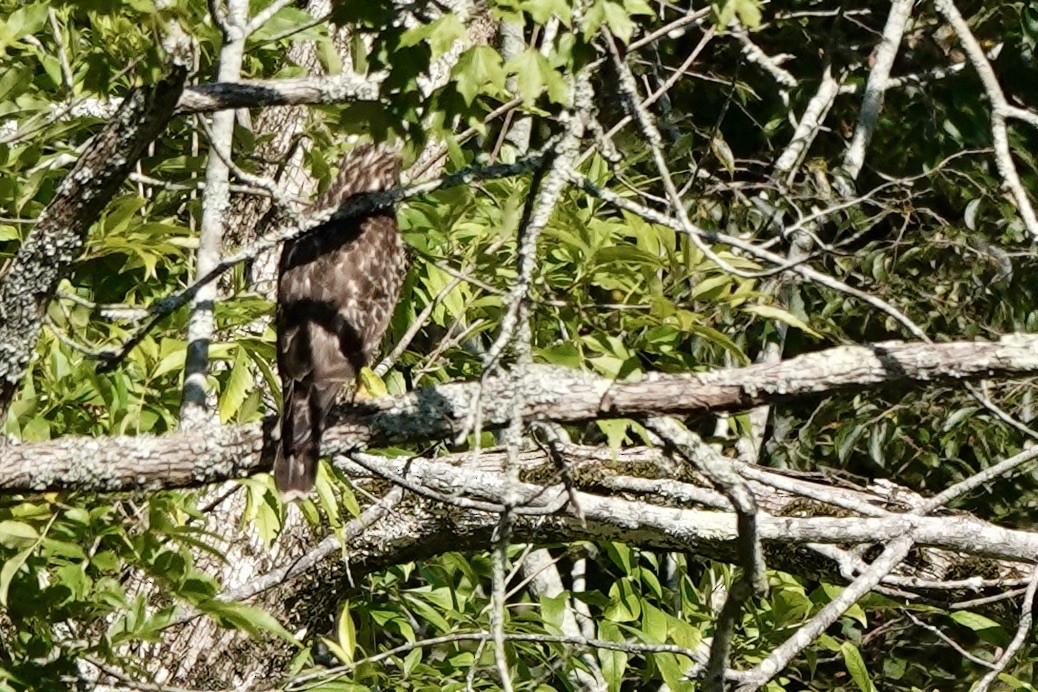 Red-shouldered Hawk - ML622821617