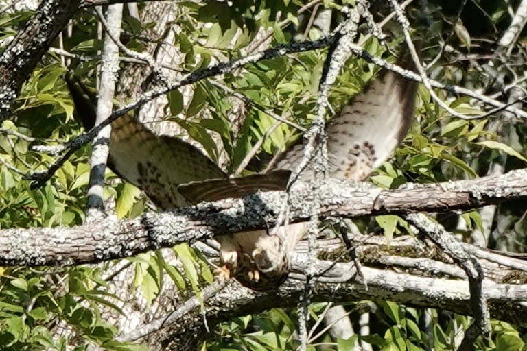 Red-shouldered Hawk - ML622821618
