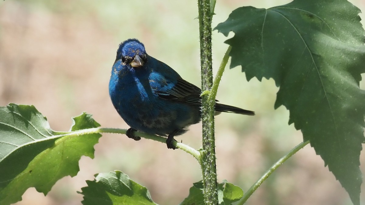 Indigo Bunting - ML622821672