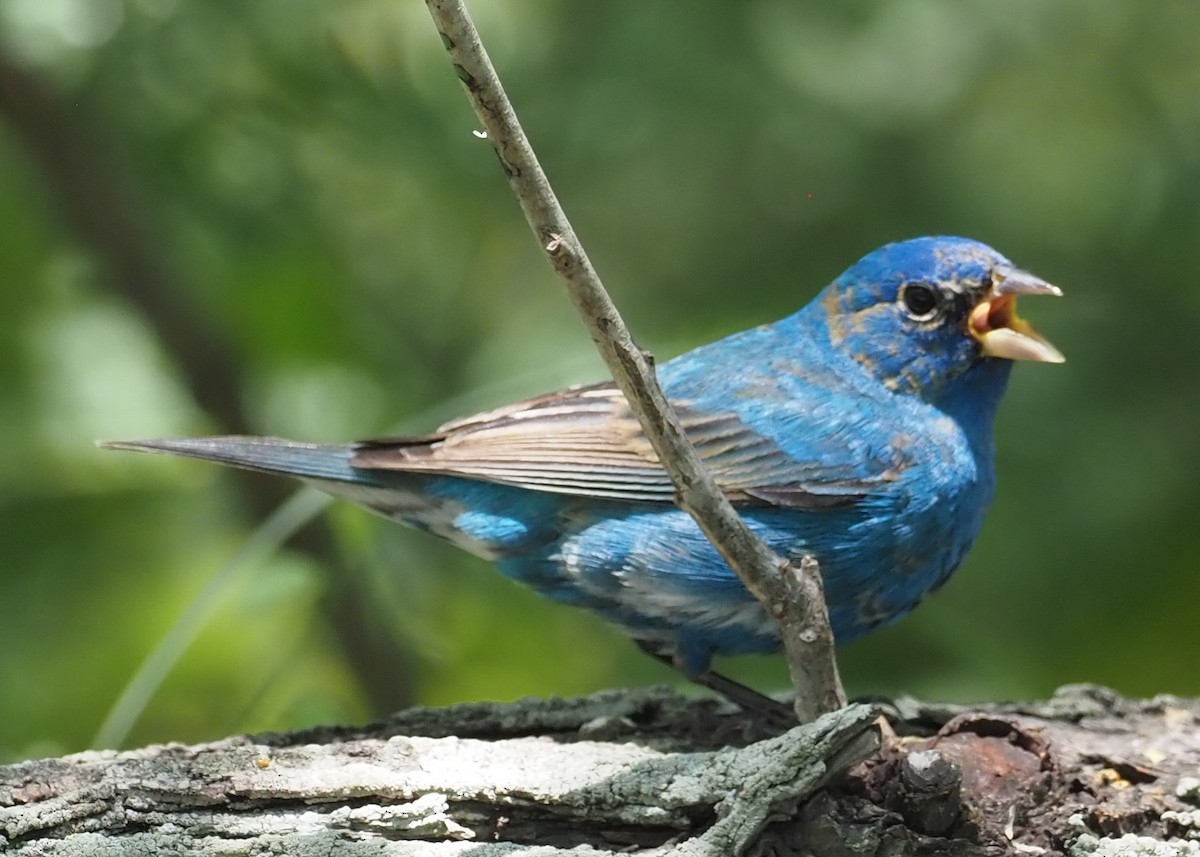 Indigo Bunting - ML622821673