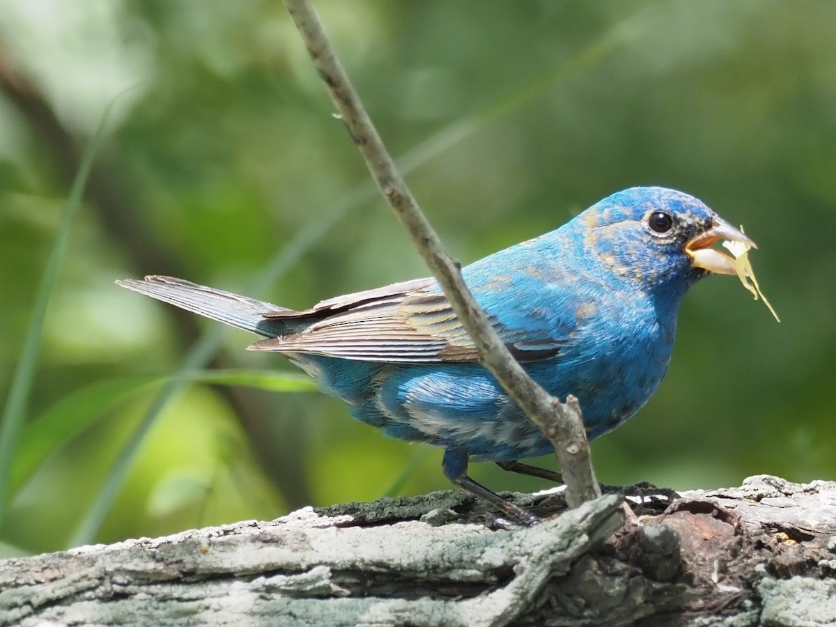 Indigo Bunting - ML622821674