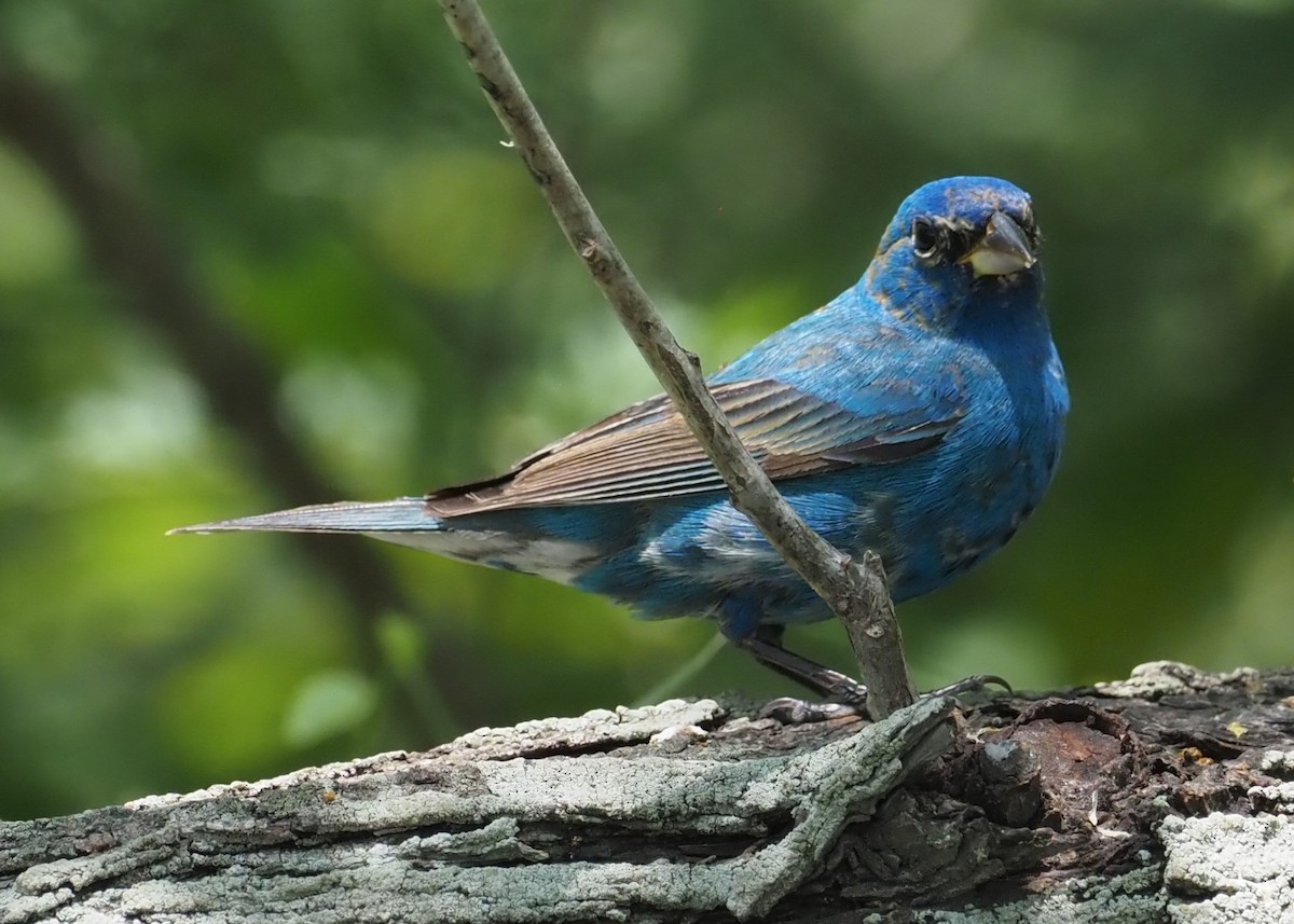 Indigo Bunting - ML622821675