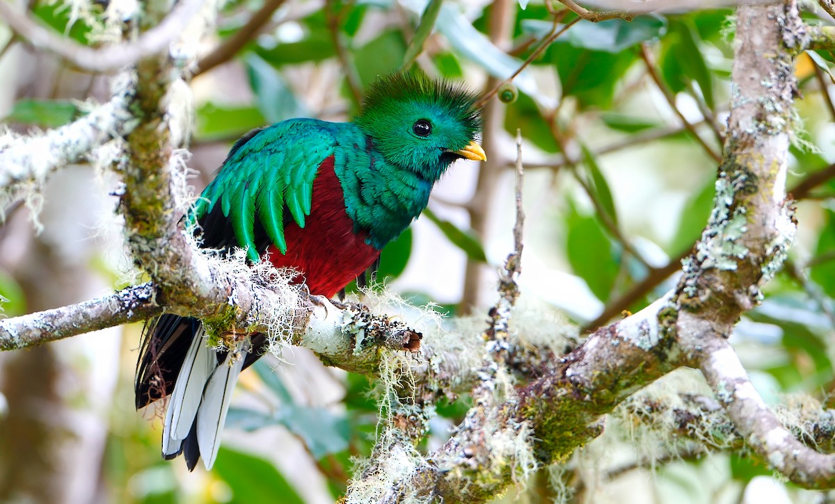 Resplendent Quetzal - ML622821705