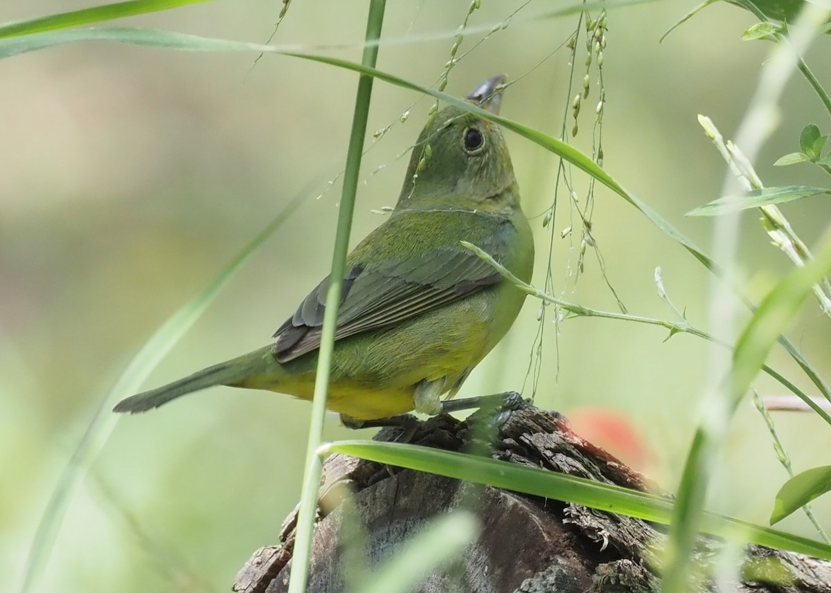 Painted Bunting - Ellen  Cantor