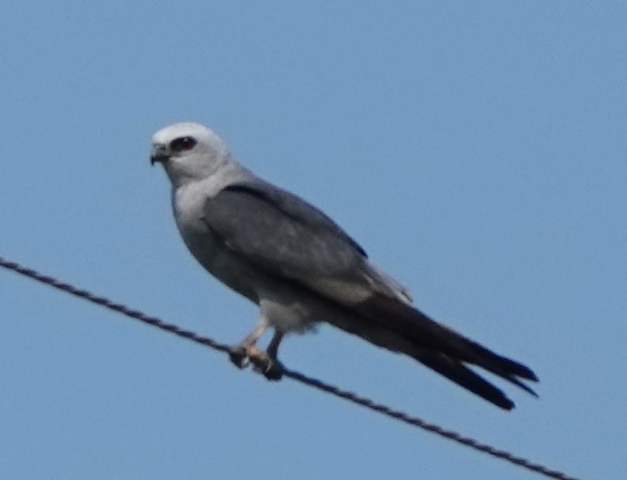 Mississippi Kite - ML622821717