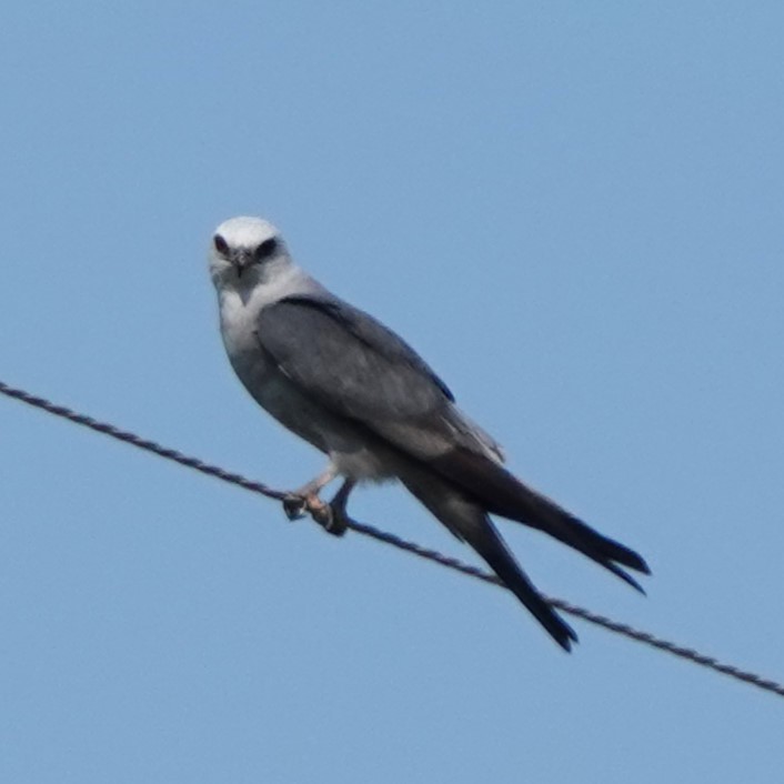 Mississippi Kite - ML622821718