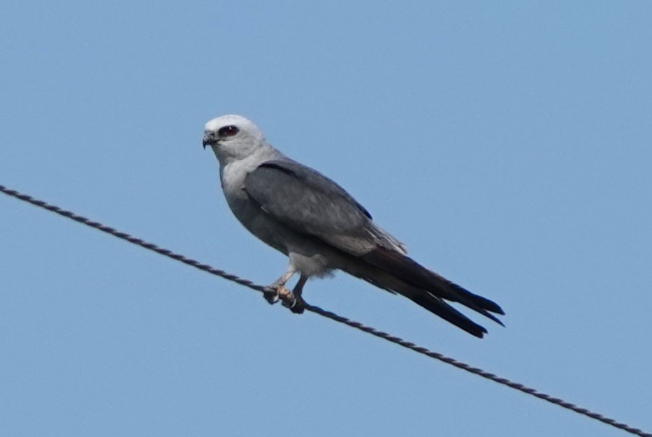 Mississippi Kite - ML622821719