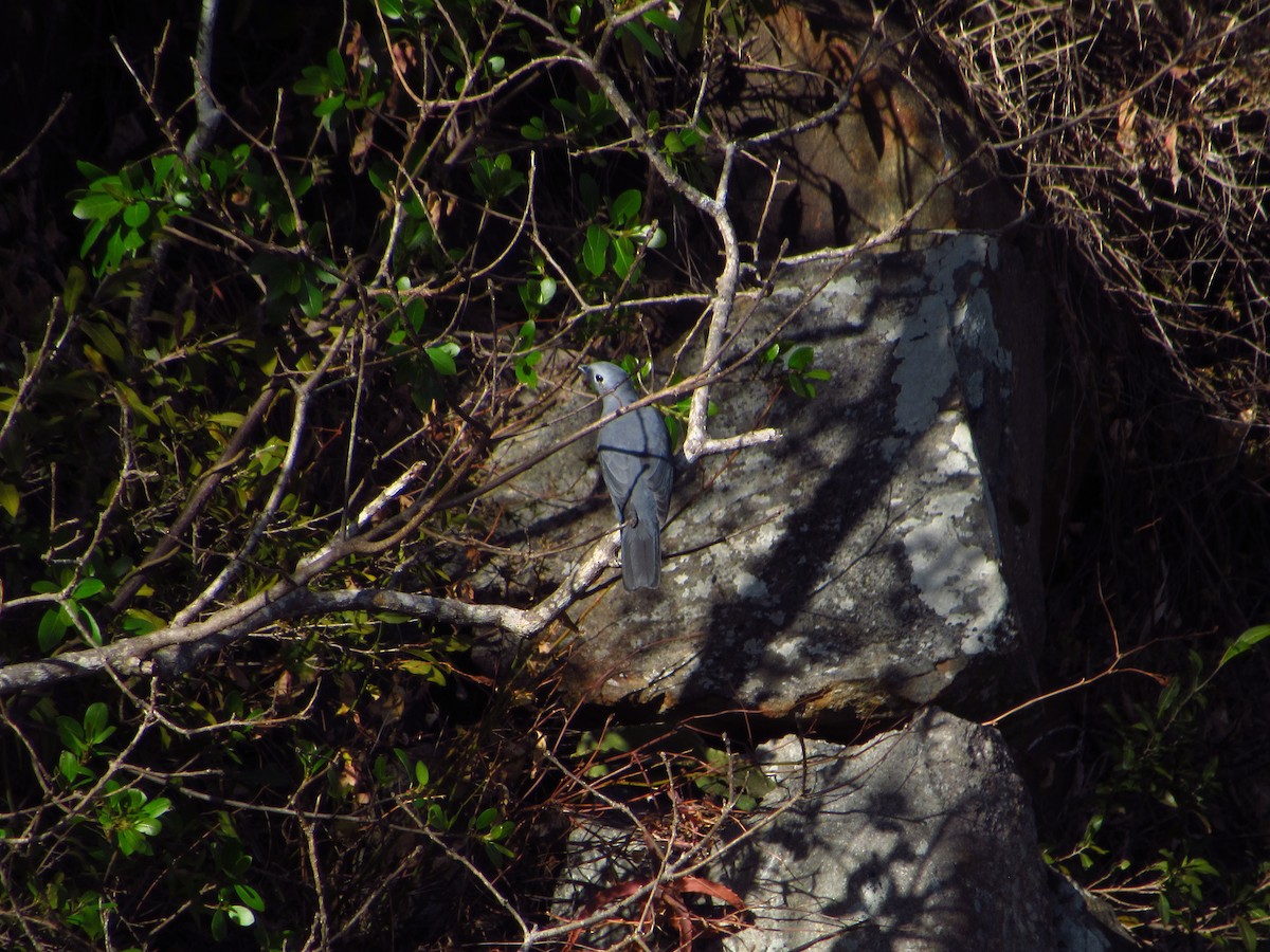 Gray Cuckooshrike - ML622821778