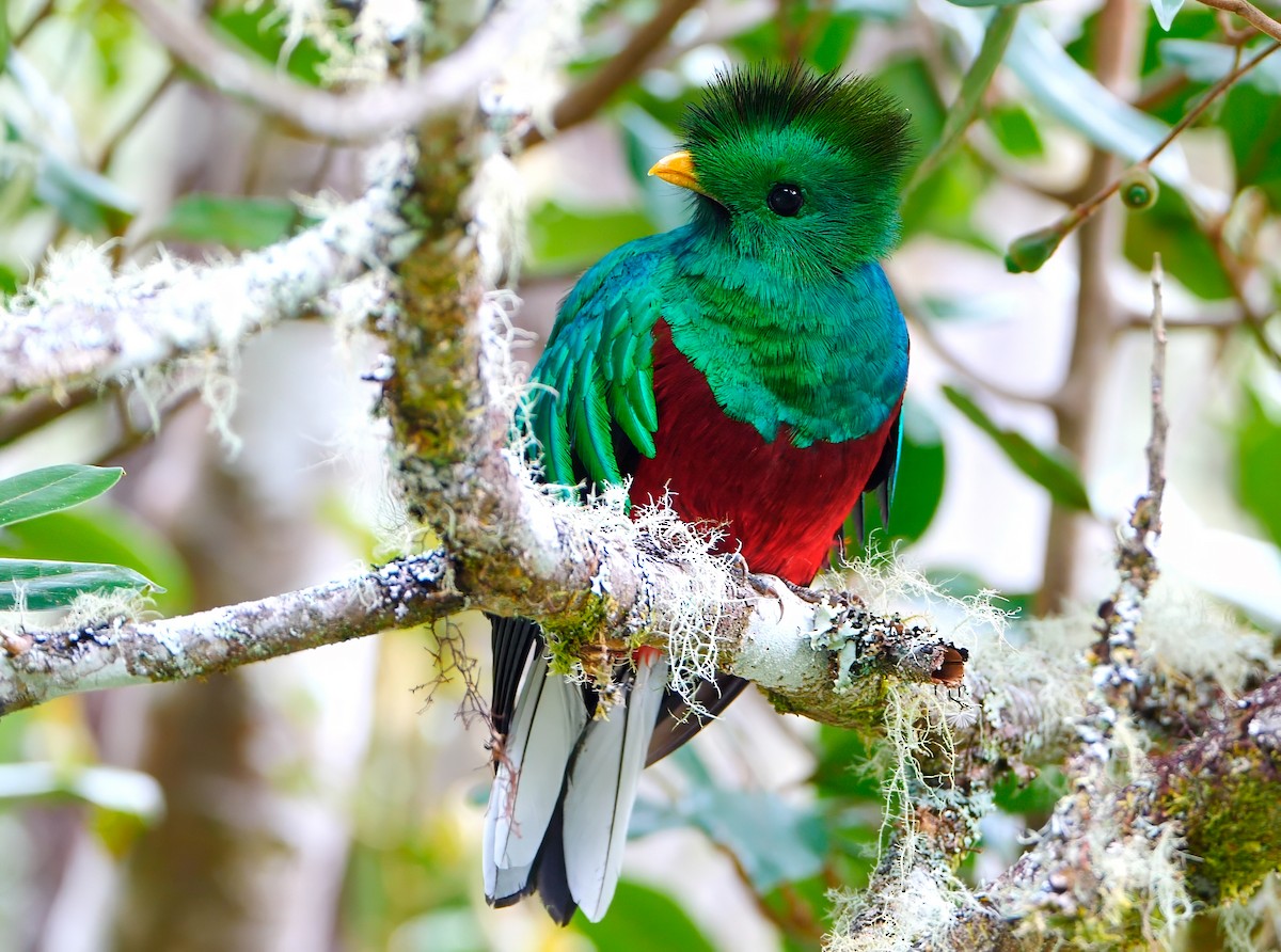 Resplendent Quetzal - ML622821780