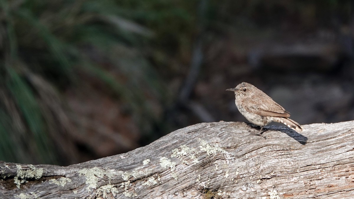 Rock Wren - ML622821833