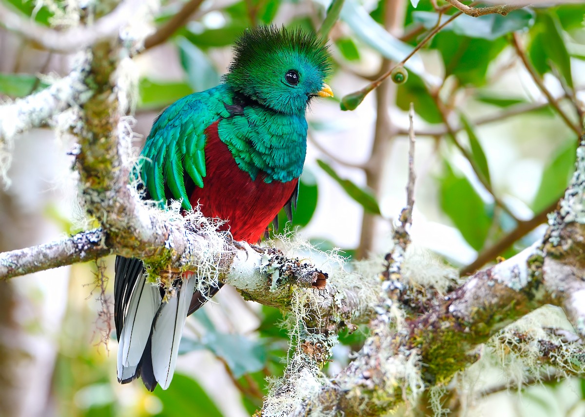 Resplendent Quetzal - ML622821862