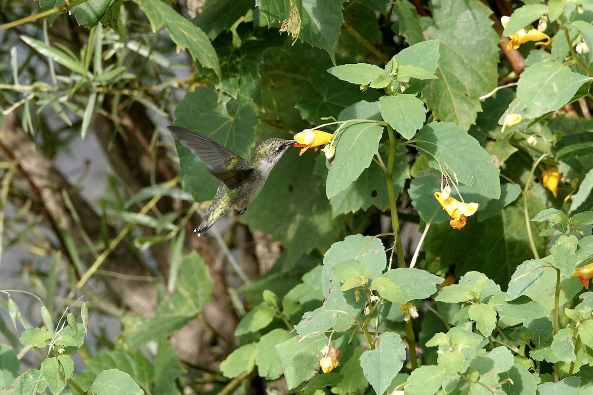 Colibrí Gorjirrubí - ML622821906