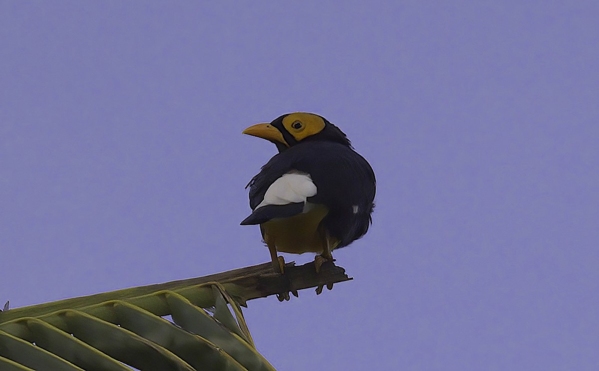 Yellow-faced Myna - ML622821913