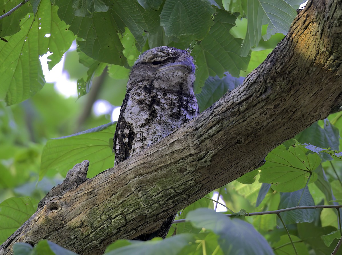 Papuan Frogmouth - Mandy Talpas -Hawaii Bird Tours