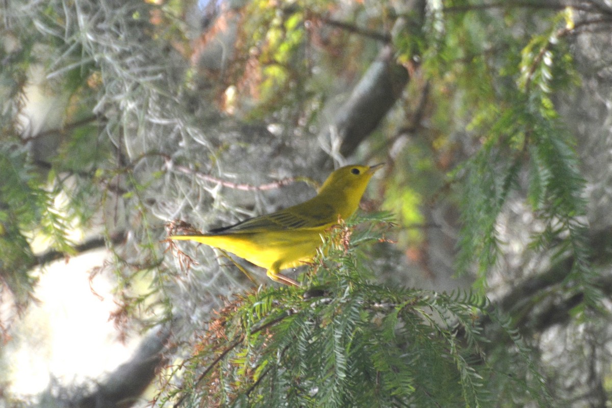 Yellow Warbler (Northern) - ML622821931