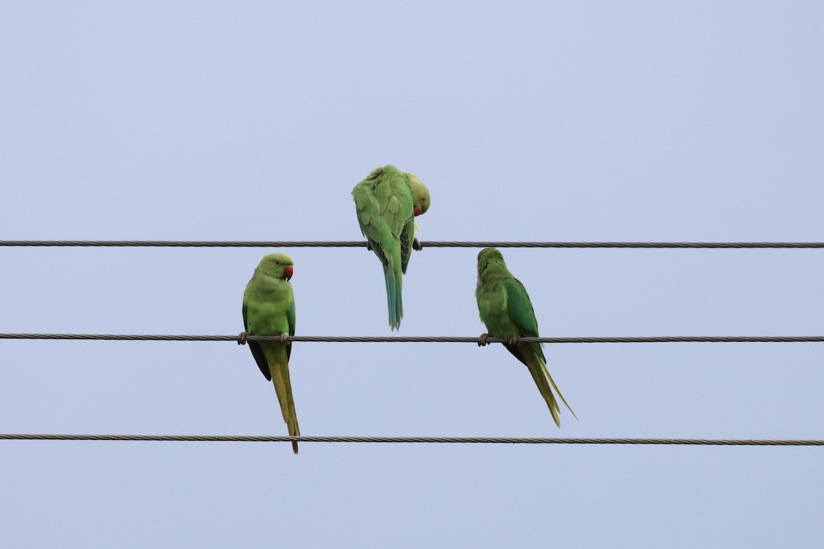 Rose-ringed Parakeet - ML622821953