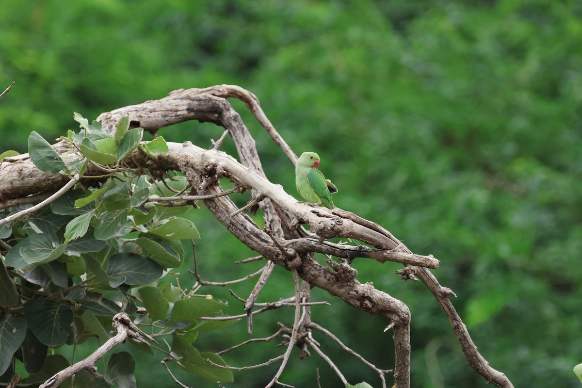 Rose-ringed Parakeet - ML622821954