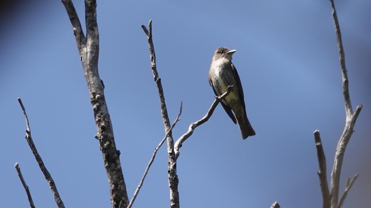 Olive-sided Flycatcher - ML622821968