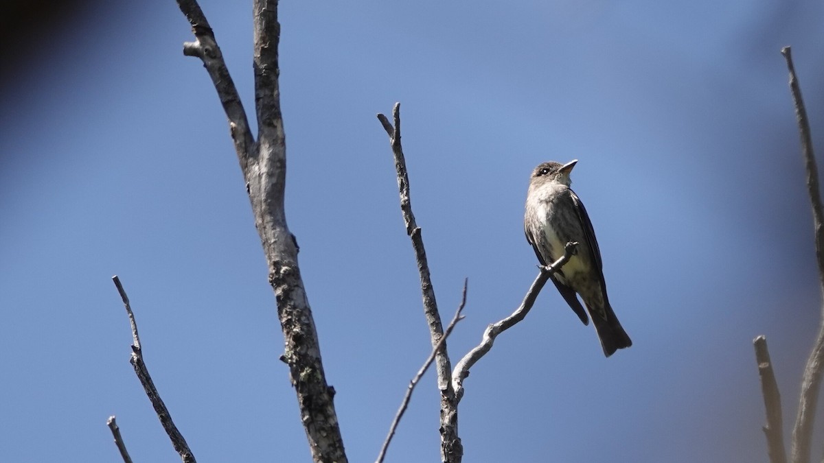 Olive-sided Flycatcher - ML622821969