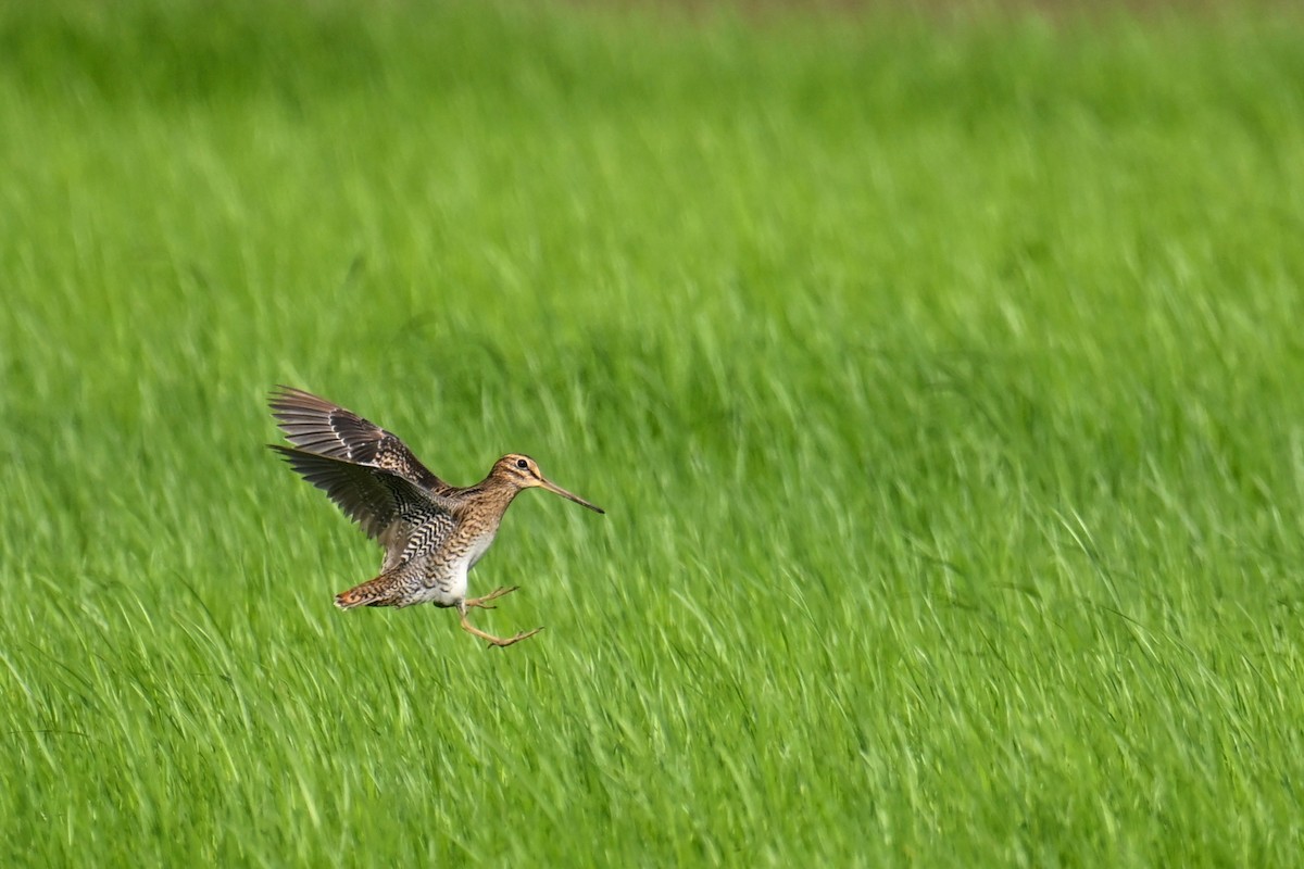 Swinhoe's Snipe - Ting-Wei (廷維) HUNG (洪)