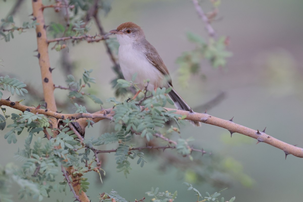 Rufous-fronted Prinia - Amanda Bielskas