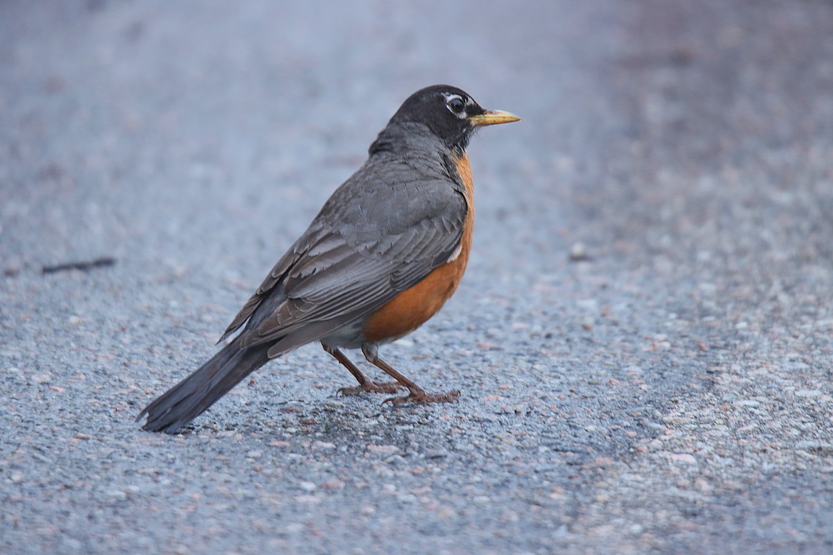 Дрізд мандрівний - ML622822029