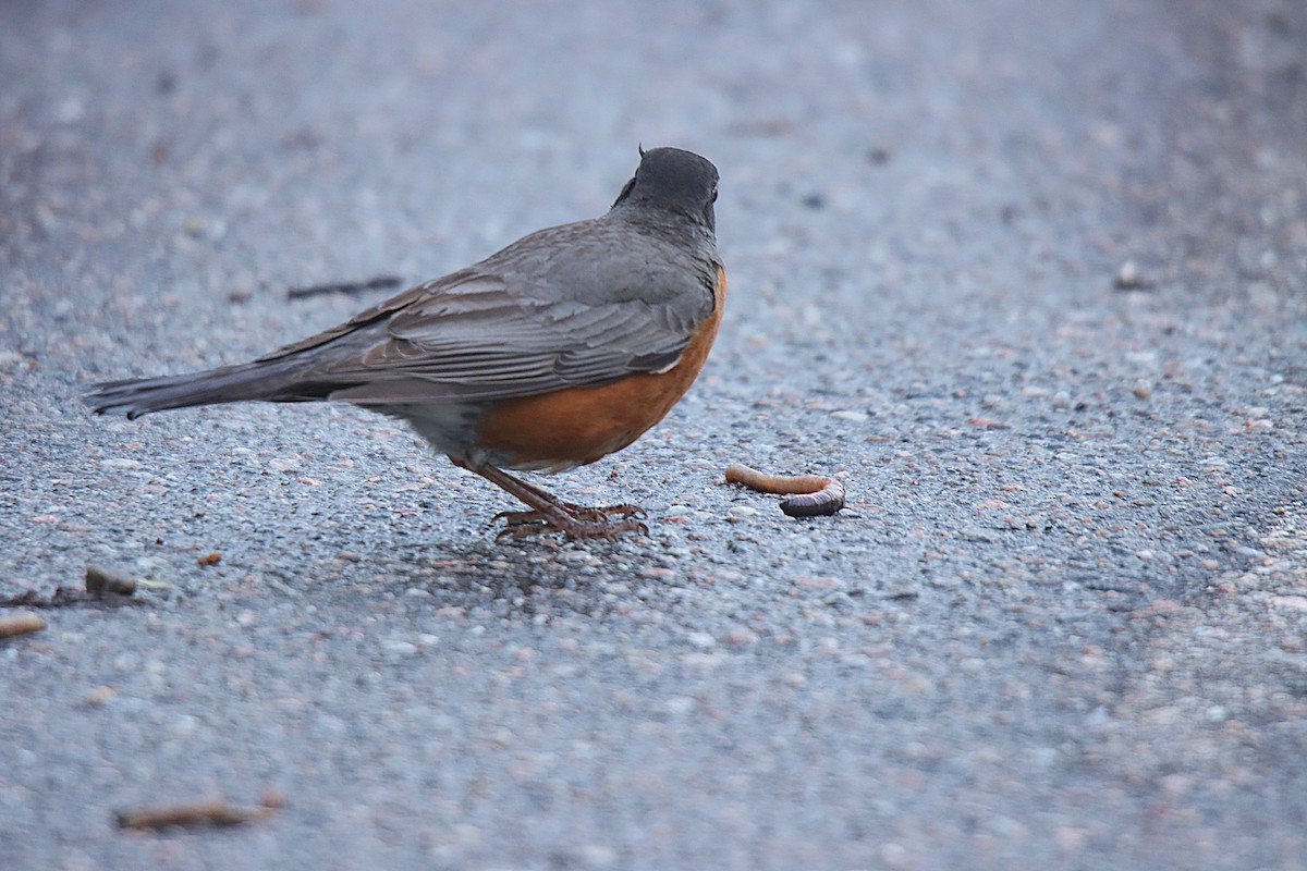 Дрізд мандрівний - ML622822030