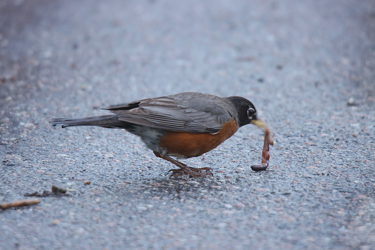 Дрізд мандрівний - ML622822032