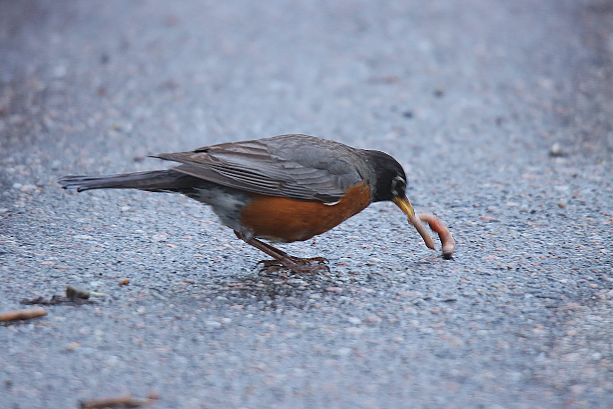 Дрізд мандрівний - ML622822033