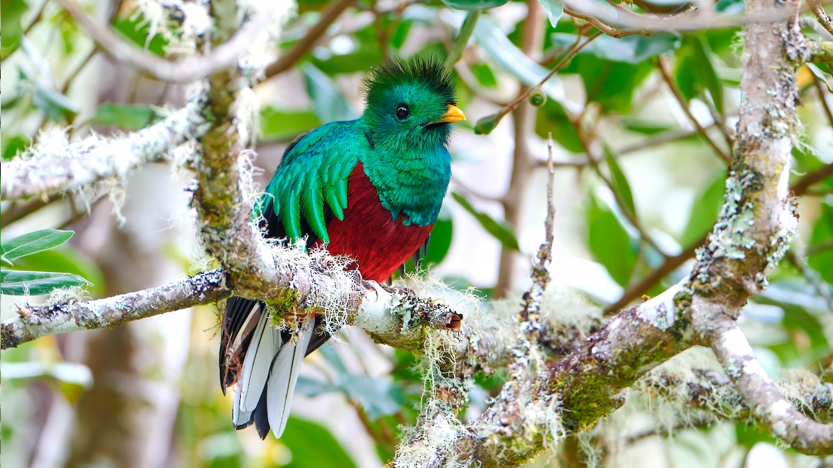 Resplendent Quetzal - ML622822071