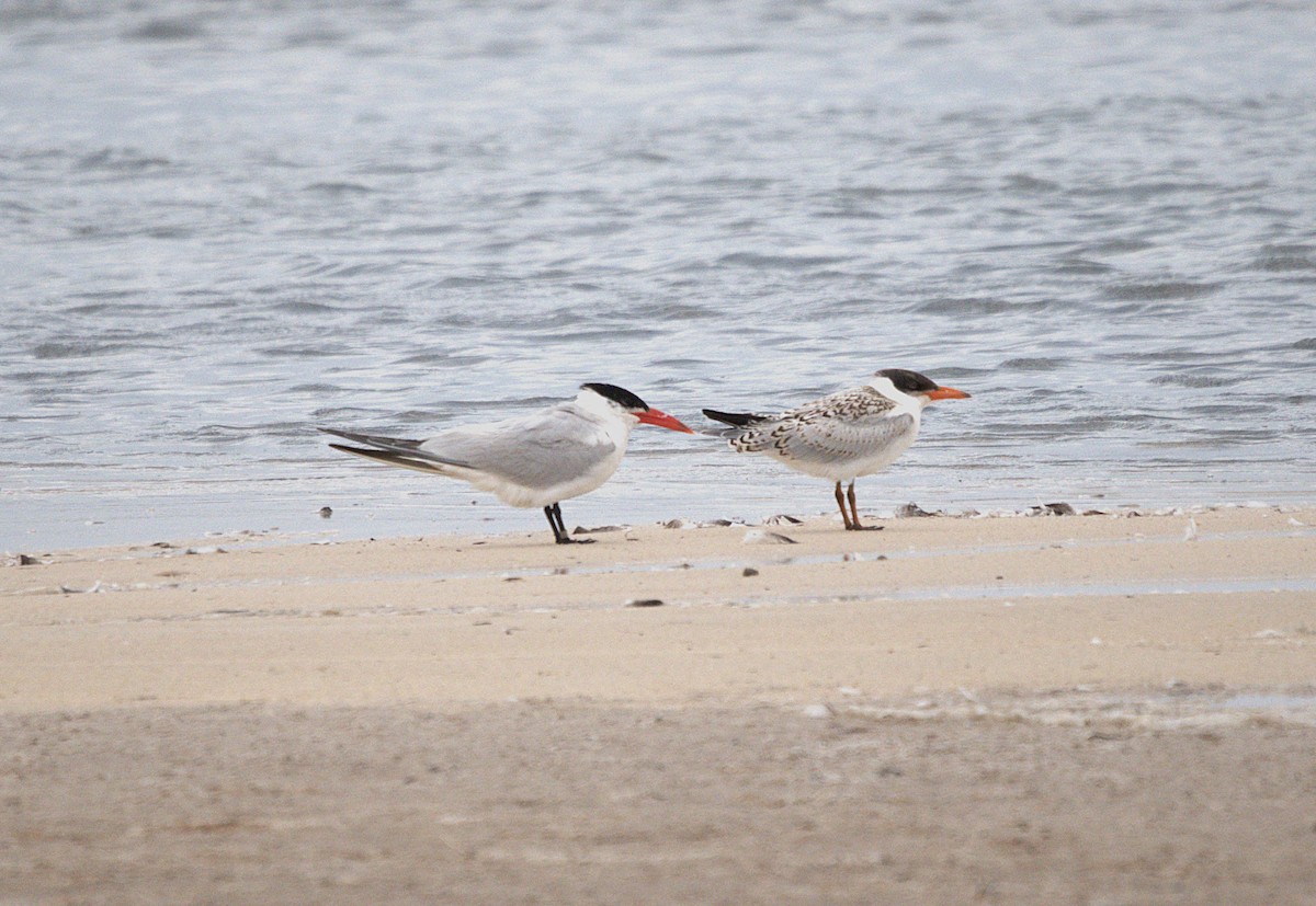 Caspian Tern - Robin Spry