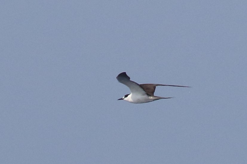 Sooty Tern - Richard Stanton