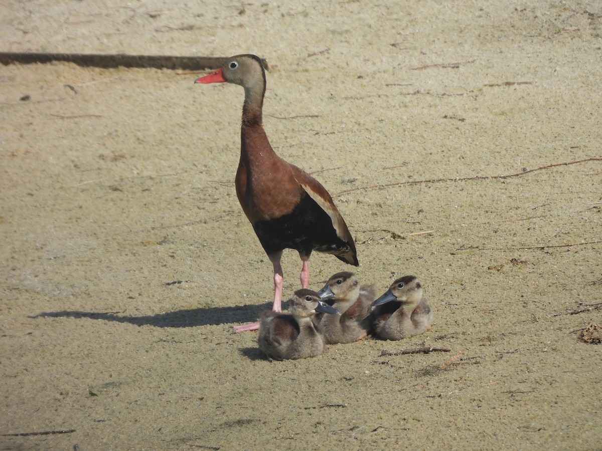 アカハシリュウキュウガモ - ML622822238