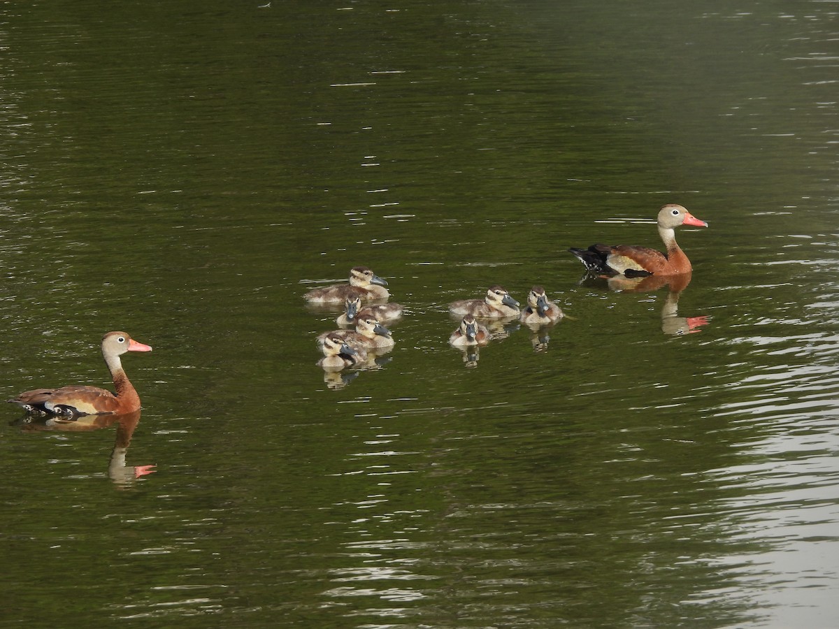 Black-bellied Whistling-Duck - Mackenzie Sconyers