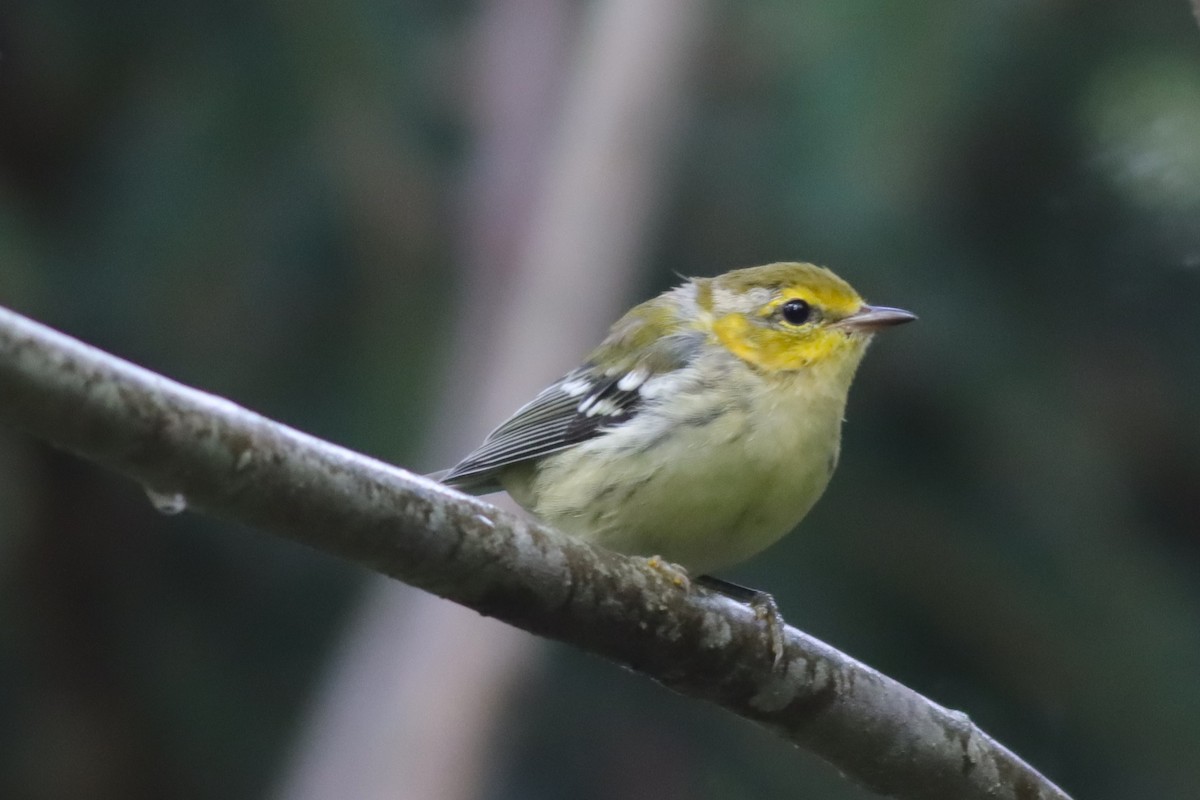 Blackburnian Warbler - ML622822292