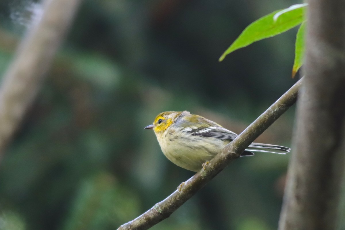 Blackburnian Warbler - ML622822293