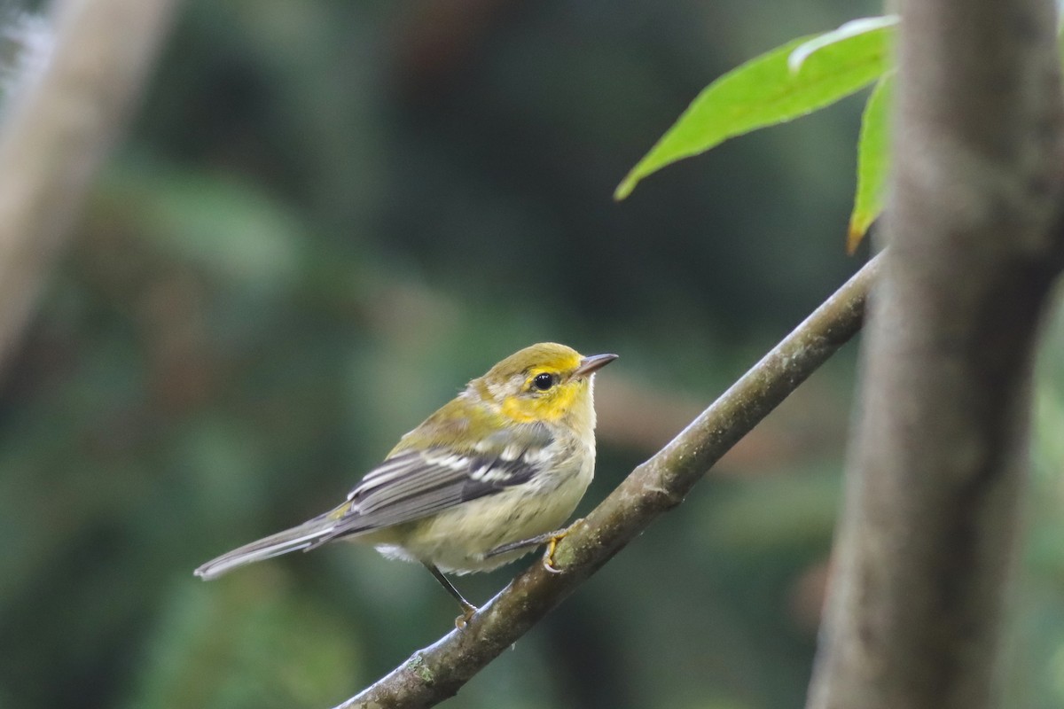 Blackburnian Warbler - ML622822294