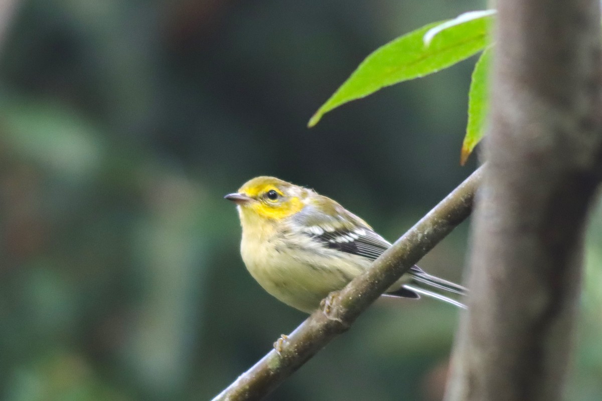 Blackburnian Warbler - ML622822295