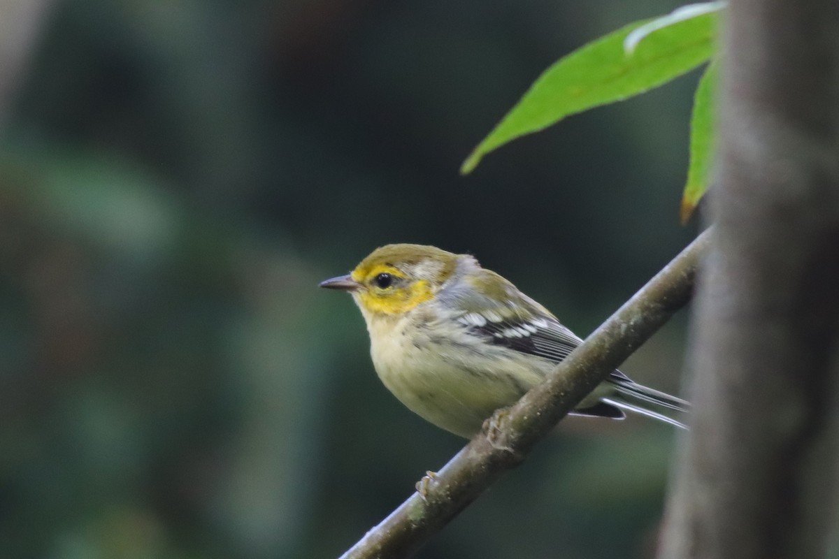 Blackburnian Warbler - ML622822296