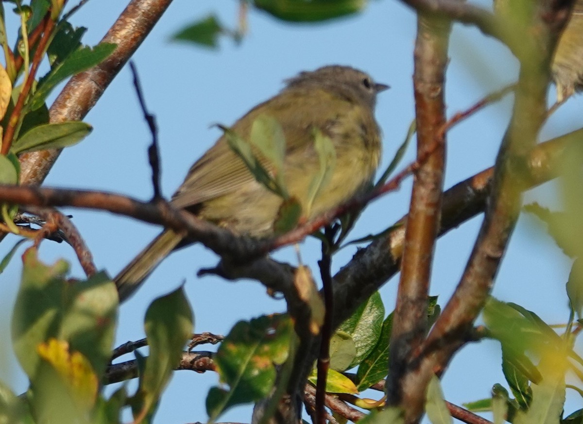 Orange-crowned Warbler - ML622822313
