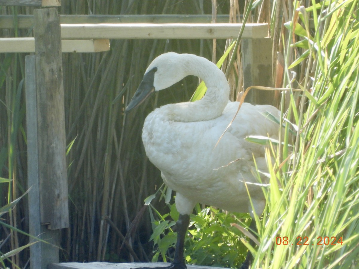 Trumpeter Swan - Kurt Emmert  🦆