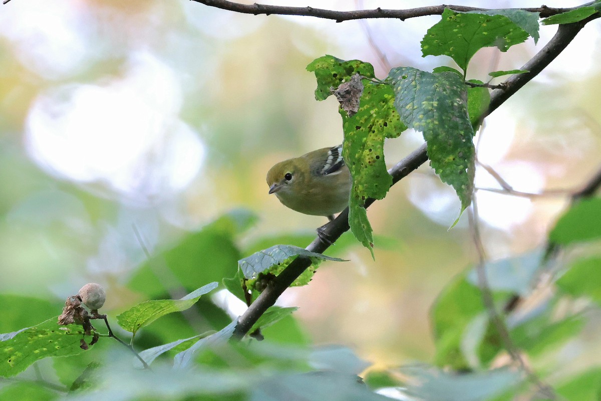 Bay-breasted Warbler - ML622822407